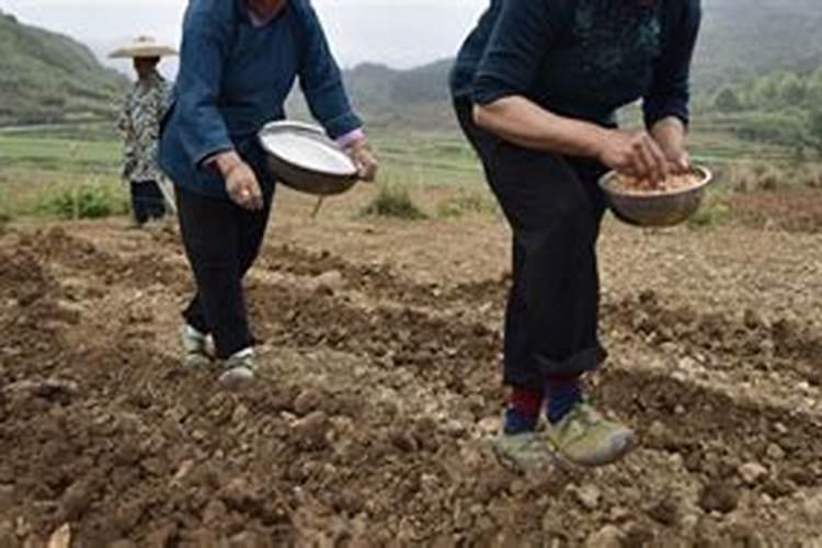 农田固氮植物的作用是什么