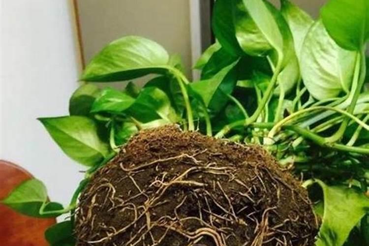 秋季绿萝换盆怎样施肥