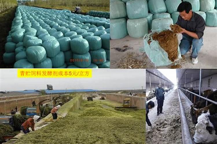 玉米秸秆发酵有机肥(方法和好处)