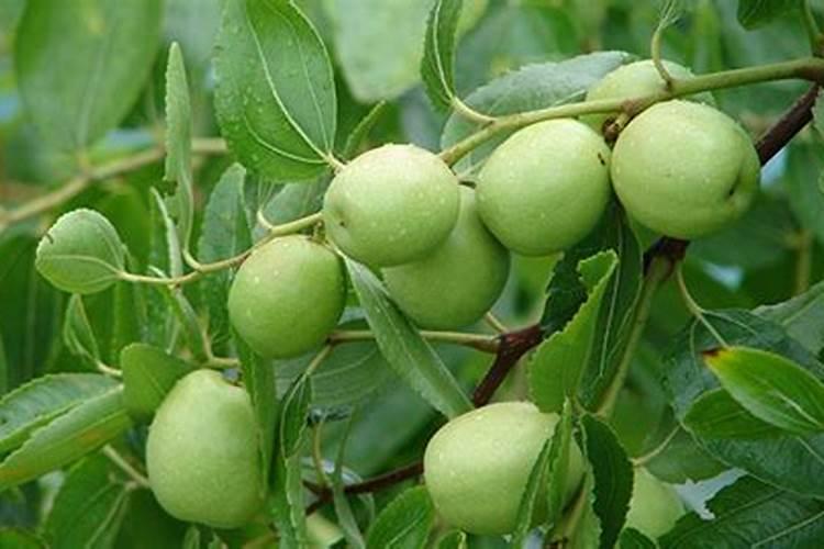 青菜施什么肥最好