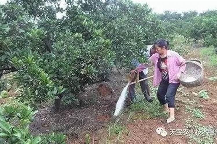 园林适合施用哪些肥料