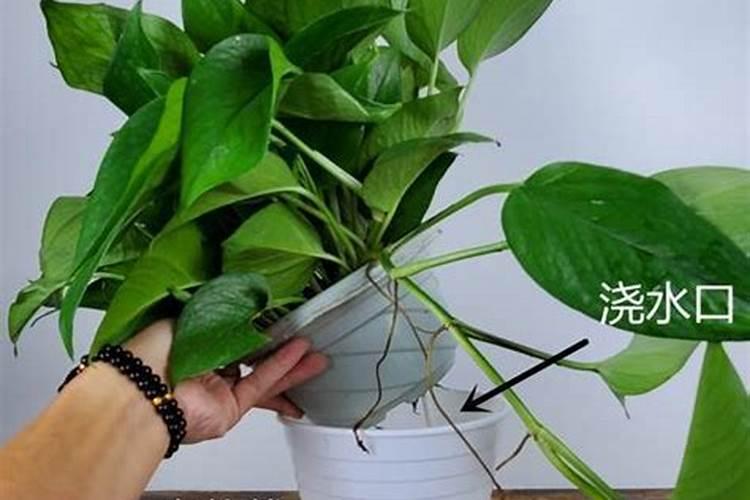 一盆绿萝放几粒复合肥