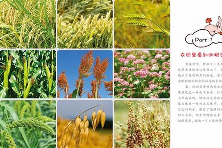 安丘哪里有毛桃