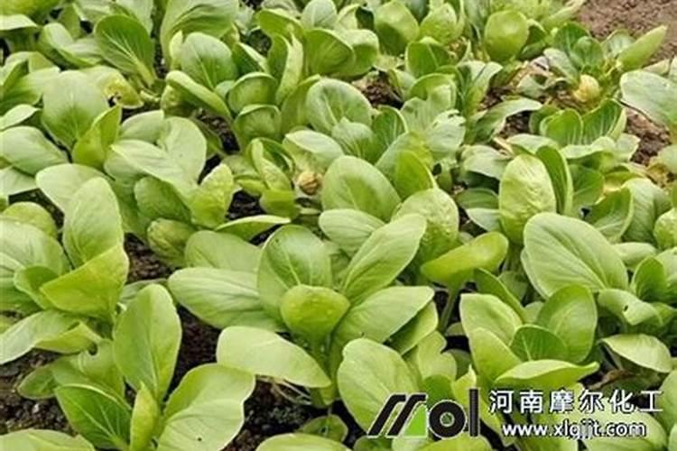 种小麦用二铵好还是复合肥好