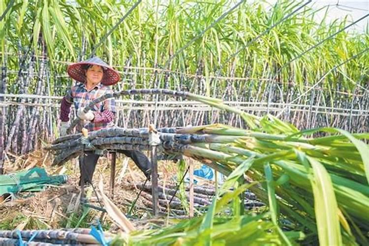 甘蔗最佳增甜方法