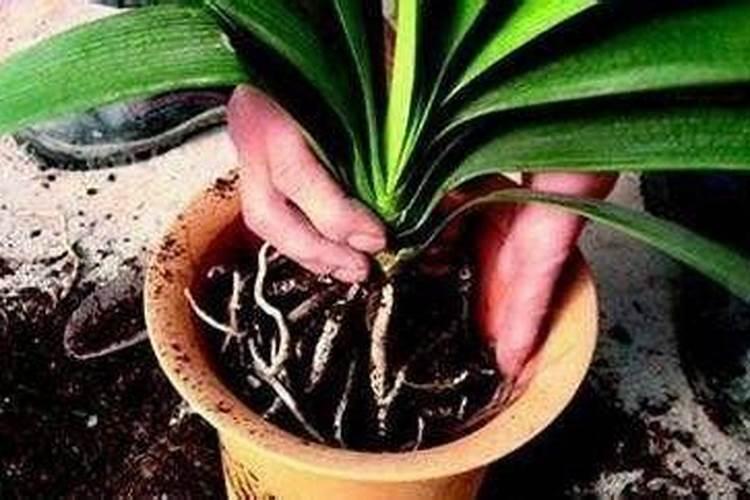西瓜追肥用什么肥料好