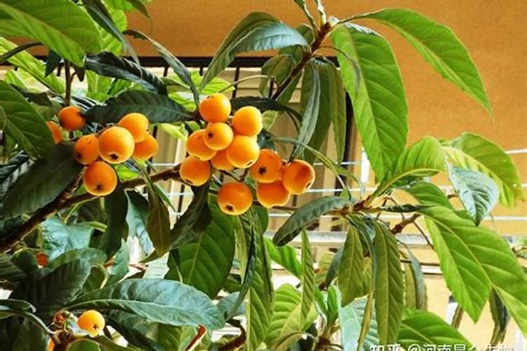 樱桃用矿源黄腐钾量？大樱桃栽植使用矿源黄腐酸钾有什么用