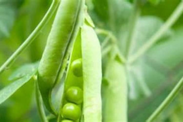豌豆的种植方法和时间