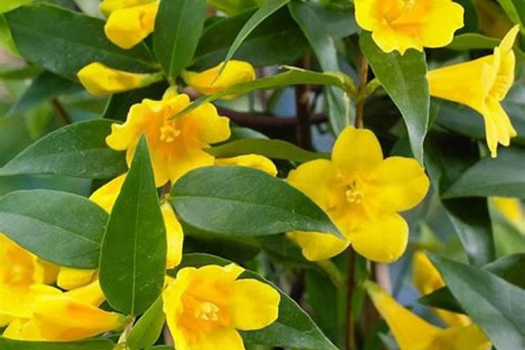 高颜值法国香水茉莉,春天养护开花“香喷喷”花期又长