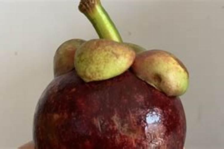 山竹果树施什么肥料