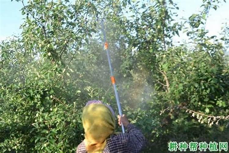 韭菜应该施什么肥