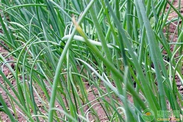 荧光挂饰对人有害吗？能不能具体说一下。