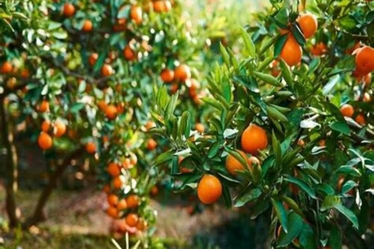 苦瓜育苗方法和时间