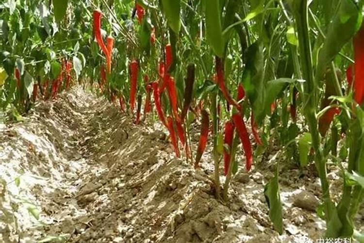 辣椒浇硝酸铵钙可以吗