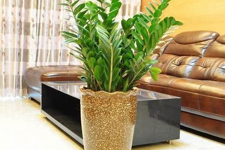 金钱树夏天可以施肥吗