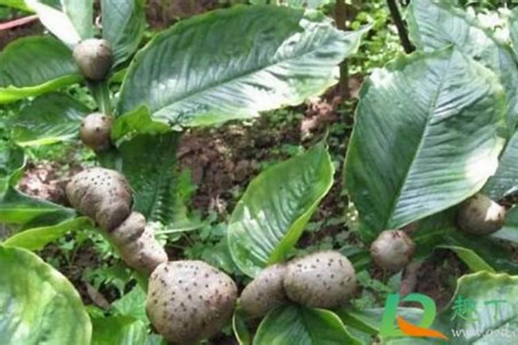 糖醇钙镁朋铁锌在桔柑园什么时候用好