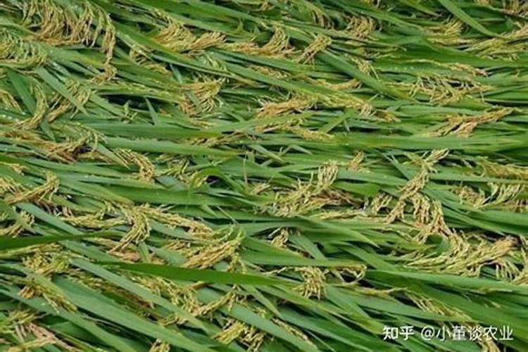 全水溶颗粒磷肥有哪些产品？