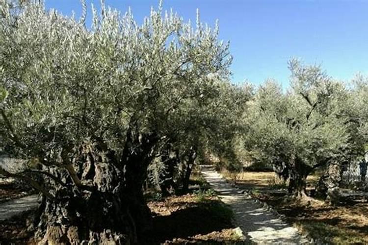 橄榄树追肥用什么肥料好