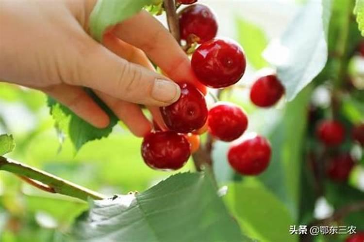 果树烂根死树的应对措施有哪些