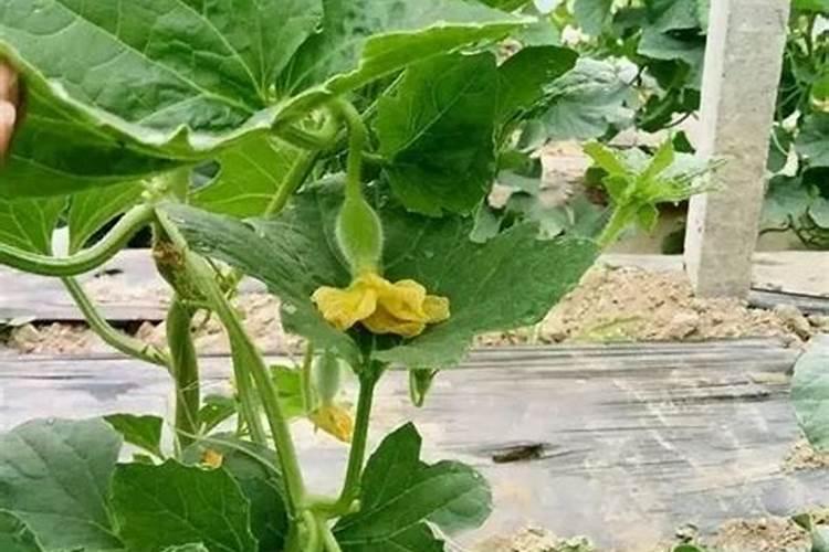 甜瓜喷花后几天浇水