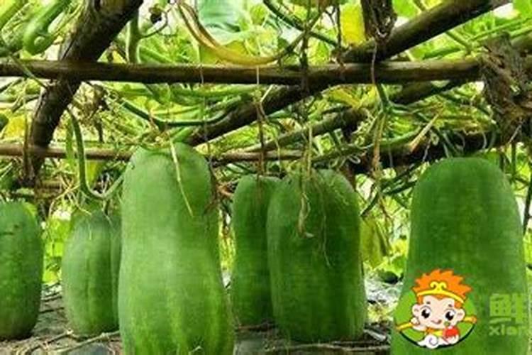 水稻抽穗结实期则呢么管理