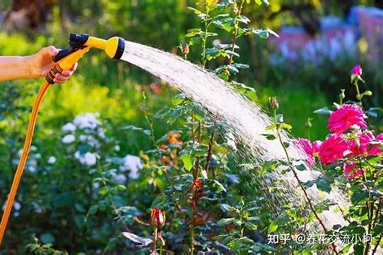 什么时候给杜鹃花喷施叶面肥比较合适