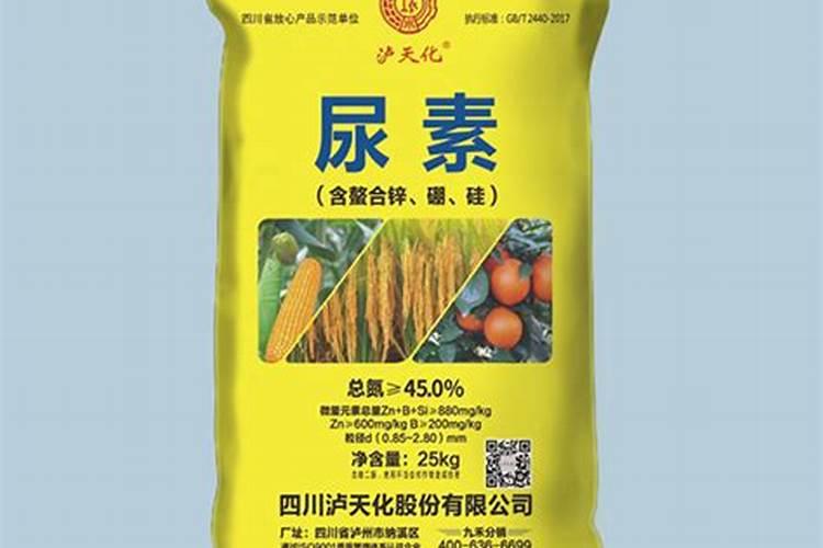 28号桉树苗多少钱一棵