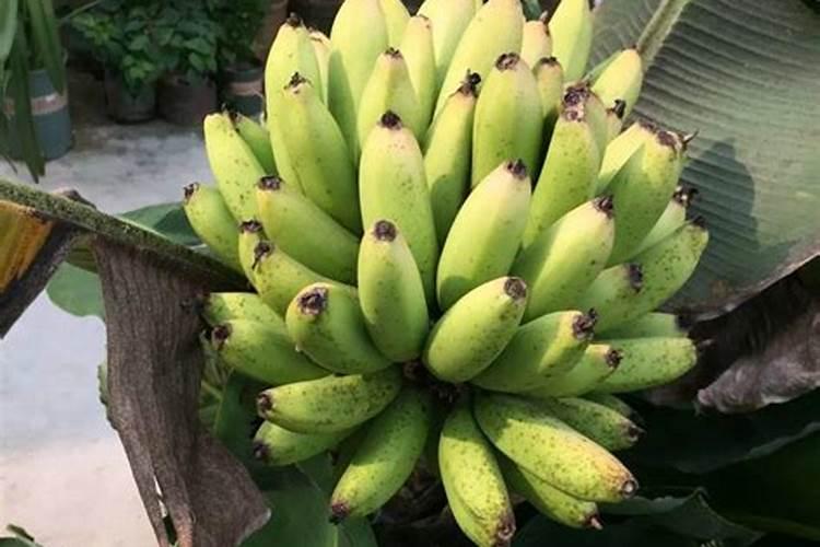 香蕉皮是磷肥还是钾肥