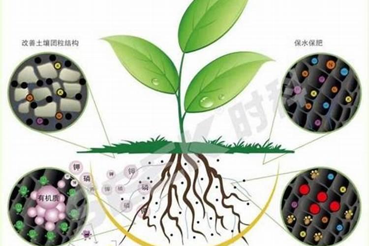 养花用有机肥好还是复合肥好