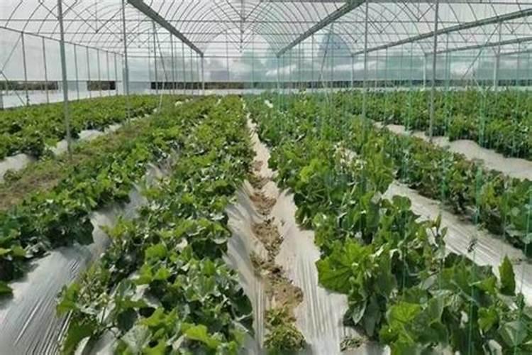 多菌灵是碱性还是酸性能与叶面肥混用吗？