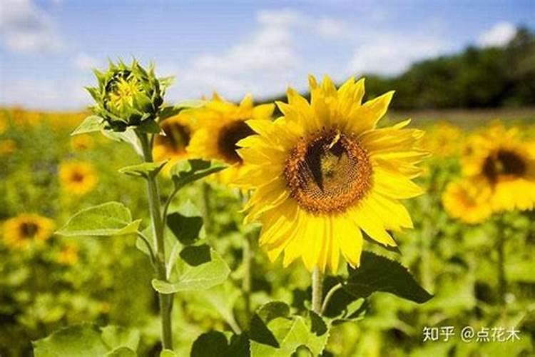 向日葵怎么施肥