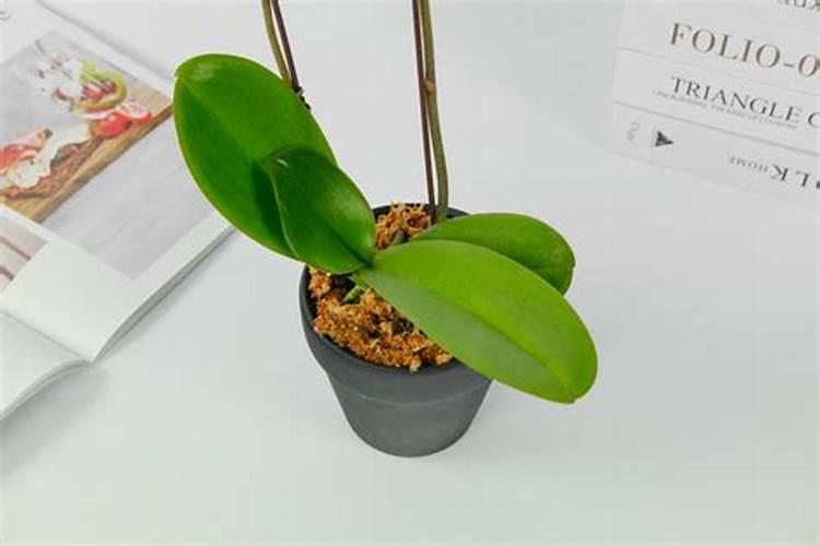 蝴蝶兰长花苞期可不可以施肥