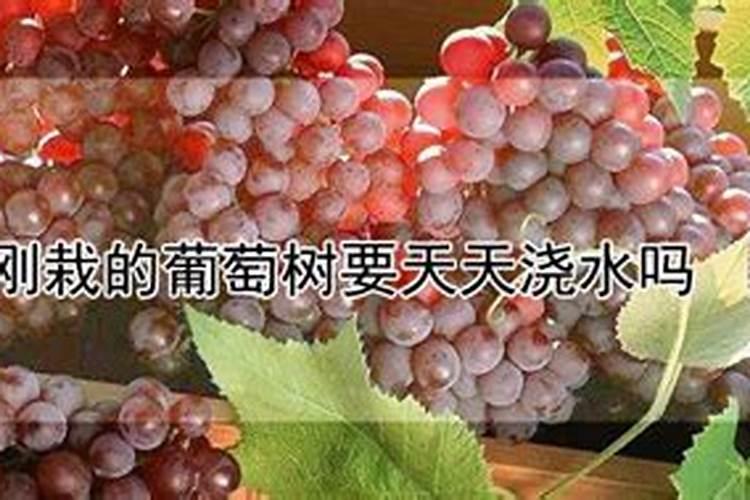 树葡萄北方能种吗