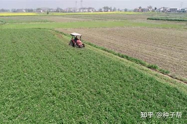 绿肥作物的作用是什么？