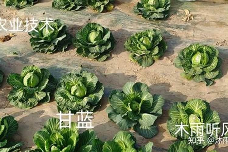 蓝妖:详解蓝盆花如何种植,做好这5点,养好很简单