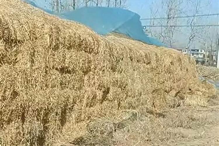 山东玉米施什么底肥最好