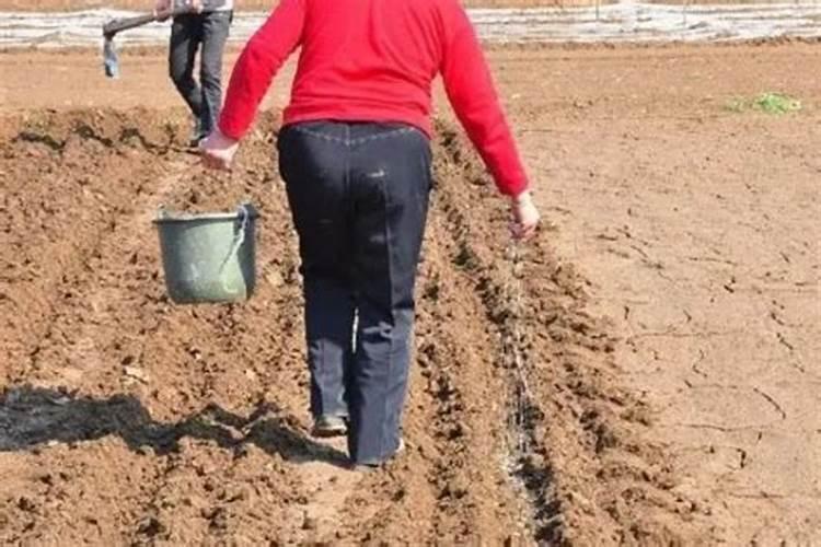 三角梅可以用大肥王吗？