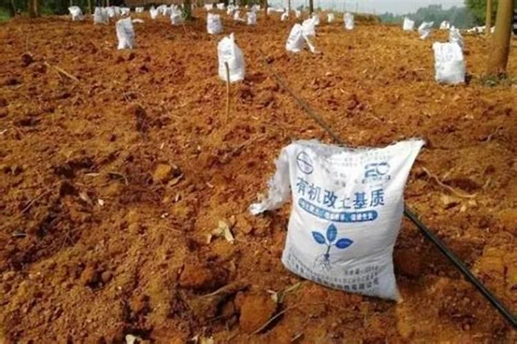 杨梅籽怎么种小盆栽