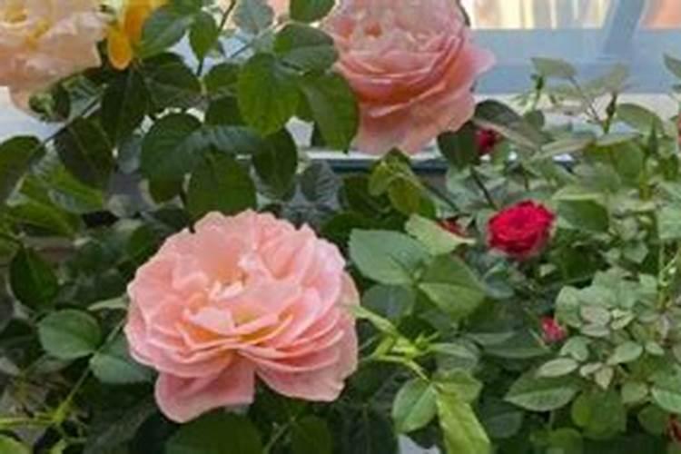 月季花用液肥可以浇枝叶吗？