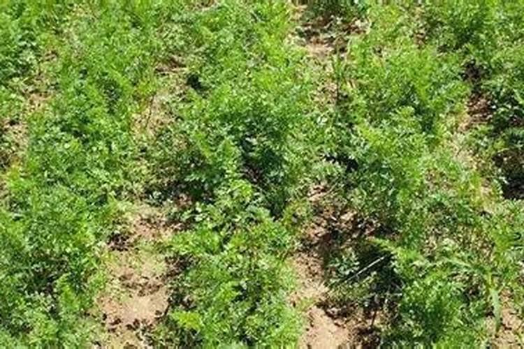 萝卜什么时候施肥 可以用尿素浇吗