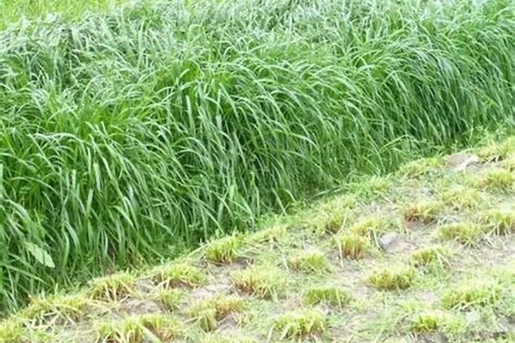 黑麦草刚种后多久能施肥