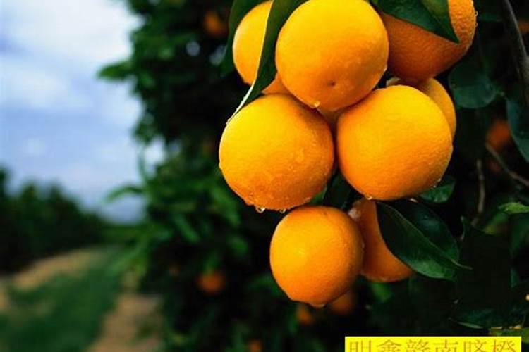 硅肥的成分是什么