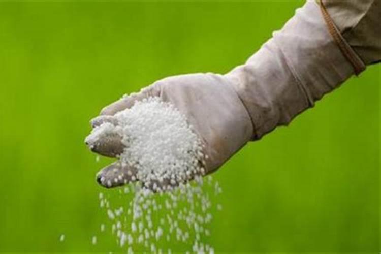 库尔勒香梨幼苗树皮是什么样子？