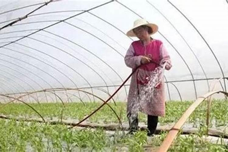 水溶肥可以撒施吗