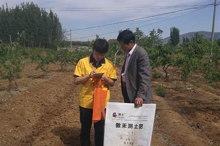 柑橘树什么时候追壮果肥(挂果柑橘施肥最佳时候)