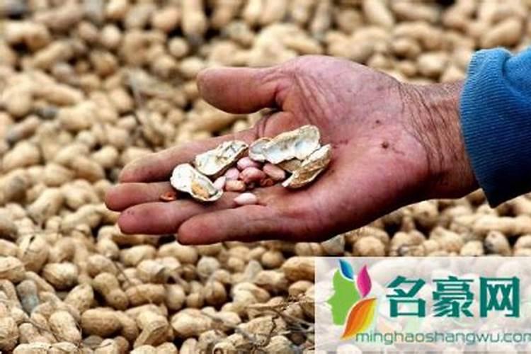 熟花生给君子兰当肥可以吗