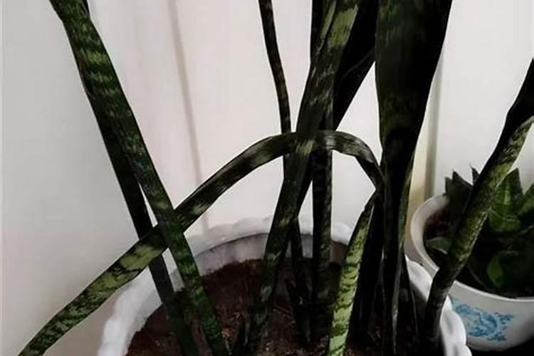 大白菜追什么肥最好