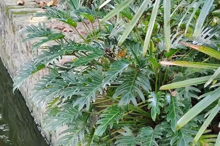 水培春羽怎么养 水培春羽的养殖方法