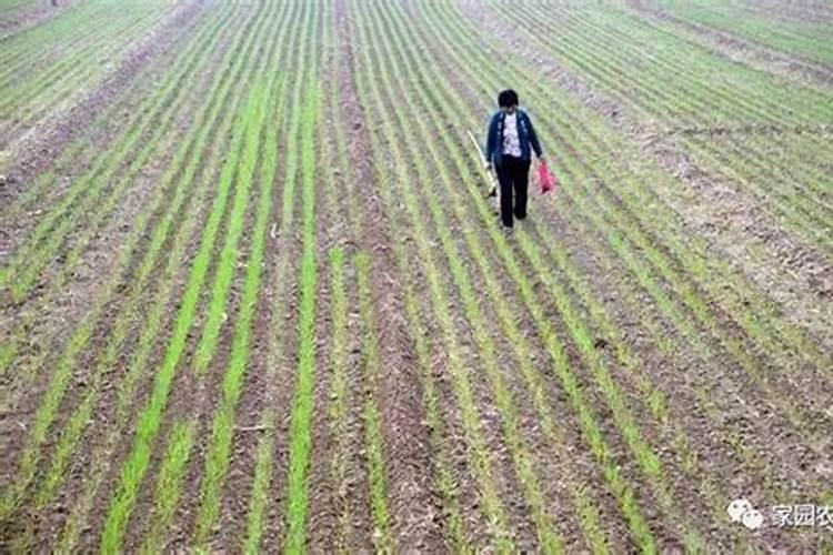 喷过量的叶面肥种植物会怎么样？