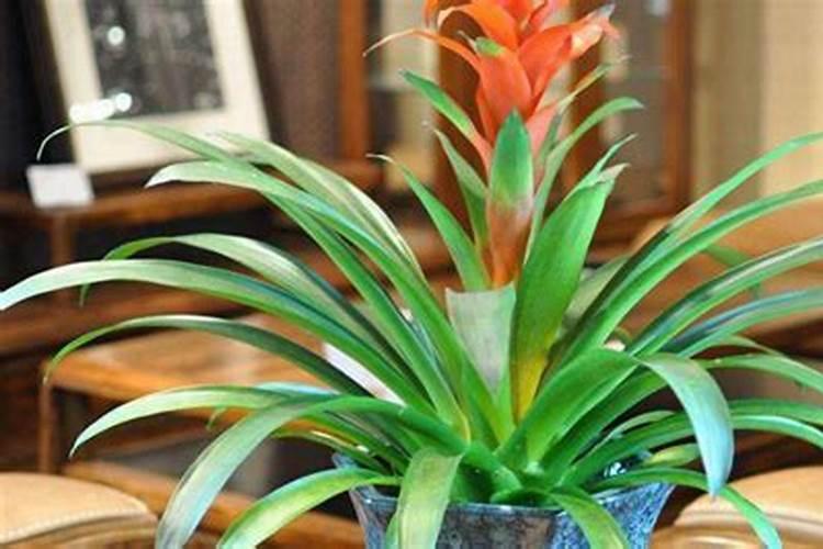 鸿运当头浇水方法